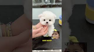 This Bichon Frize Is A Bit Small. It’s Cute And Adorable. It’s Super Small. It’s A Cute Bichon Friz