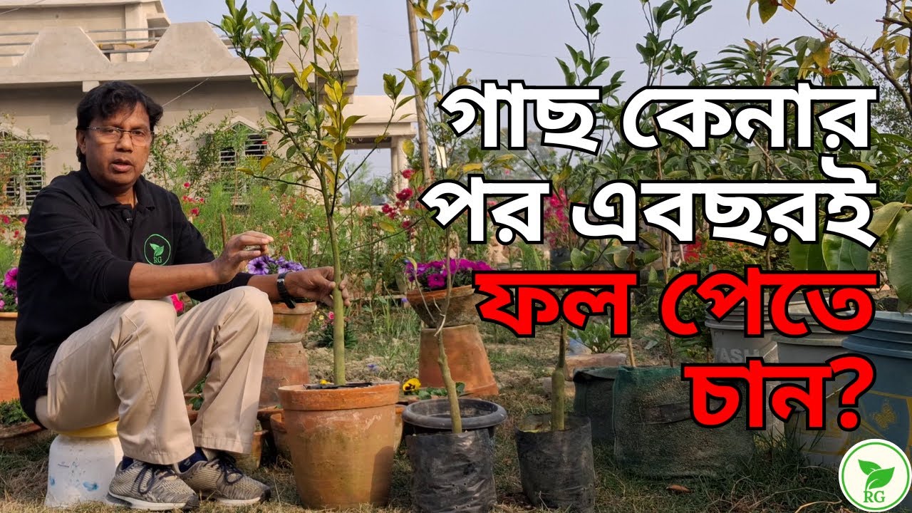 🍋  নতুন লেবু গাছে এবারই ফল খান | গাছ বসানোয় এই ভুল করবেন না | Get Lemons THIS Year on New Plant! 🍋