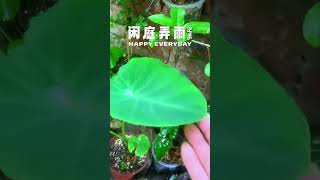 植物治愈