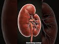 human kidney #science #animal physiology #renalsystem#renalworking#biology#scientificknowledge