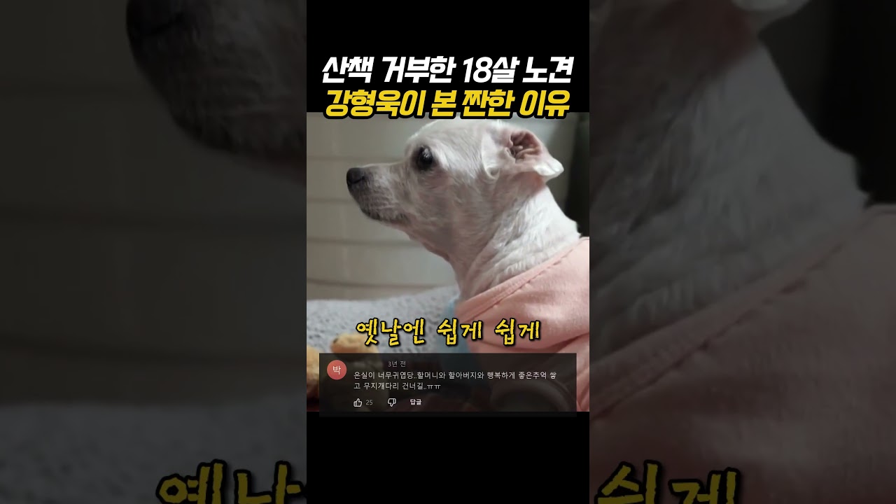 산책 거부한 18살 노견 강형욱이 본 짠한 이유