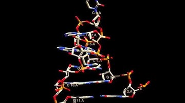 movielong gcaa stem loop