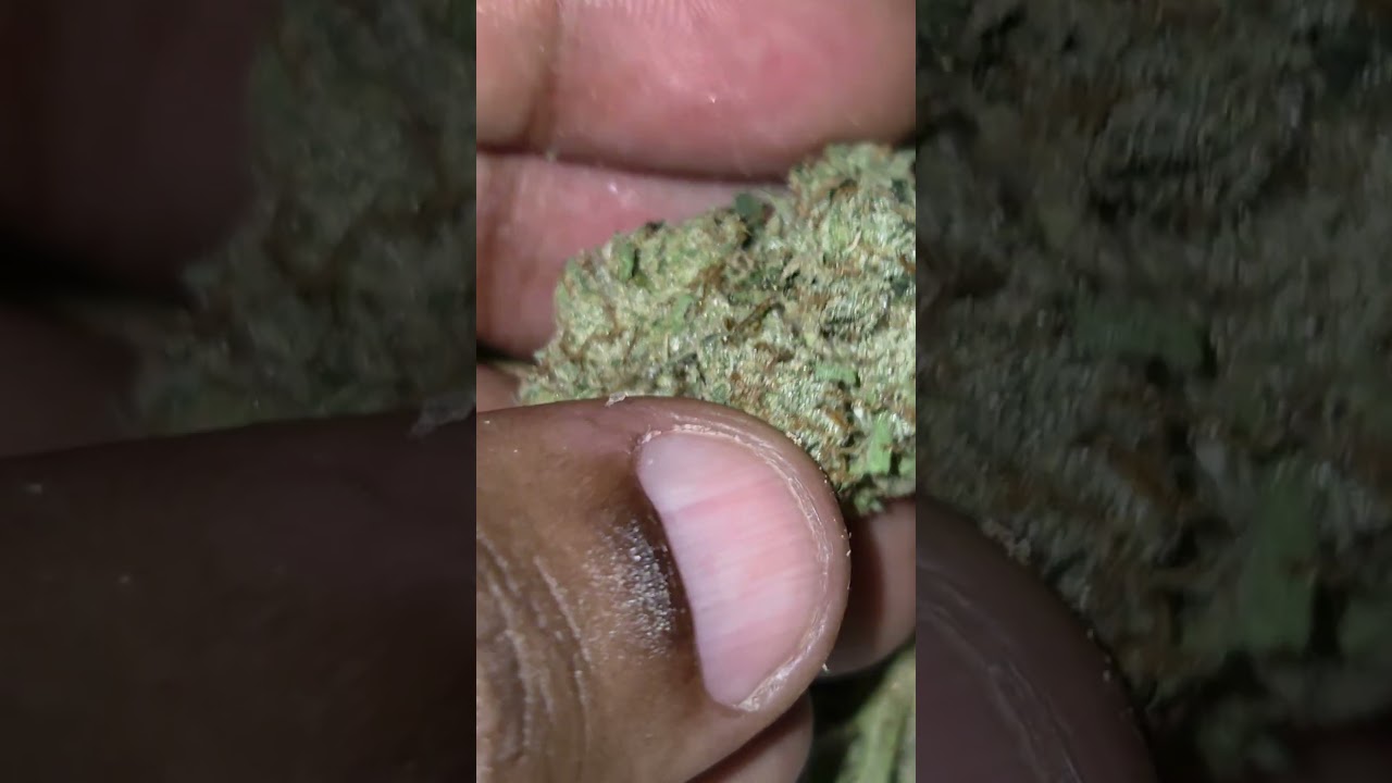 Mega Wellness OG cultivated by Nameless Genetics