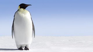 Why penguins waddle: A scientific quirk more efficient than your walk screenshot 4