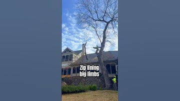 Zipline Tree Rigging | Tree Removal #treeservice #treeremoval #treework #treeworker #treecare #trees