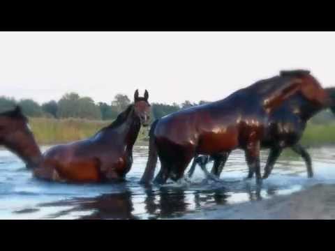 Video: Kur Redzēt Savvaļas Zirgus