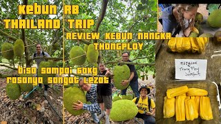 Download Lagu NANGKA THAILAND VARIAN TERBARU UKURAN UP TO 60KG!!! THONGPLOY VARITAS NANGKA BARU DI THAILAND MP3