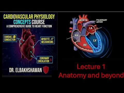 Cardiovascular physiology lecture 1 : Anatomy and Beyond - YouTube