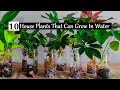 10 Incredible Indoor Plants You Can Grow in Water With Less Care | Water Plants Indoor//GREEN PLANTS