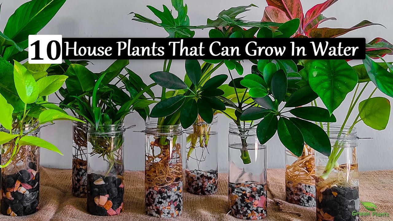 10 Incredible Indoor Plants You Can Grow in Water With Less Care//GREEN