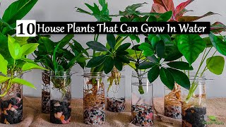 10 Incredible Indoor Plants You Can Grow in Water With Less Care//GREEN PLANTS