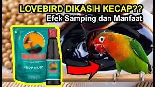 LOVEBIRD Dikasih Kecap? Berikut EFEK SAMPING Dan KHASIATNYA!! screenshot 5