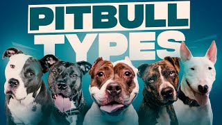 Types Of Pitbulls 7 Of The Most Popular Types Of Pitbull Dog Breeds