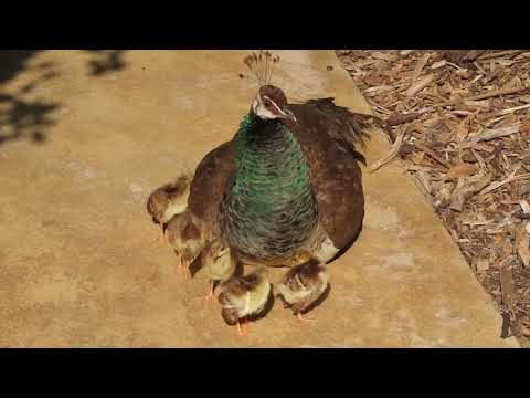 Five MORE August Peachicks 2024