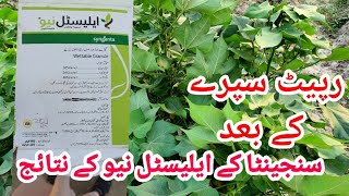 Results of Elestal Neo by syngenta | How to control whitefly, thrips, jassid | ایلیسٹل نیو کے نتائج