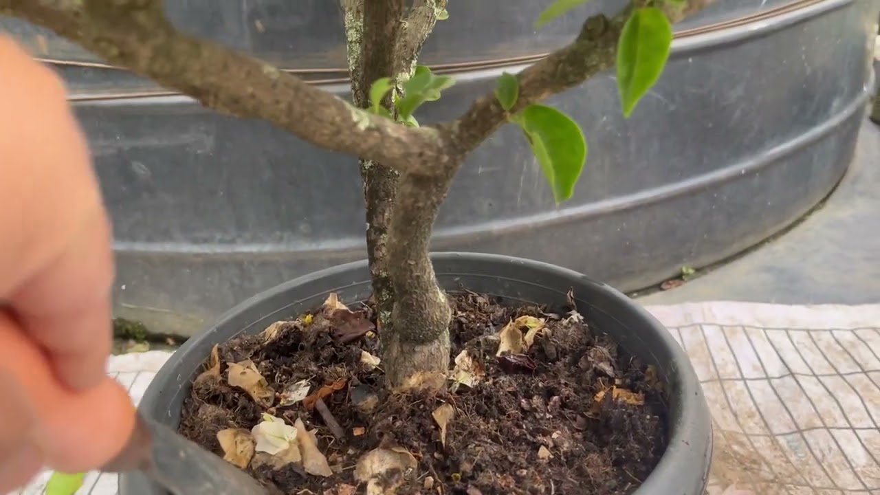 Saron repot & cut chung chang sawi ang aw #bougainvilleaflower #garden #flowers 