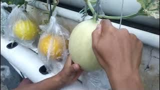 CIRI CIRI MELON SIAP UNTUK DI PANEN