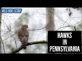 Hawks In Pennsylvania: Search For All 9 Species