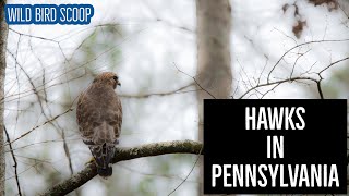 Hawks In Pennsylvania: Search For All 9 Species