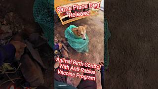 After Sterilization Dog Release #dog #release #dogwithpublicsafety #ytviral #pets #dogshorts #shorts