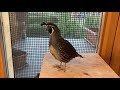 My pet male california quail harem is becoming quite aggressive 