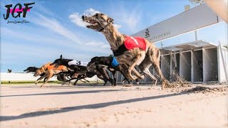 Information Australian Dog Racing - Greyhounds Track Race Update