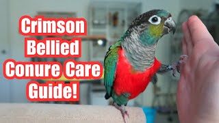 Crimson Bellied Conure Care Guide | Everything You Need To Know! |  BirdNerdSophie