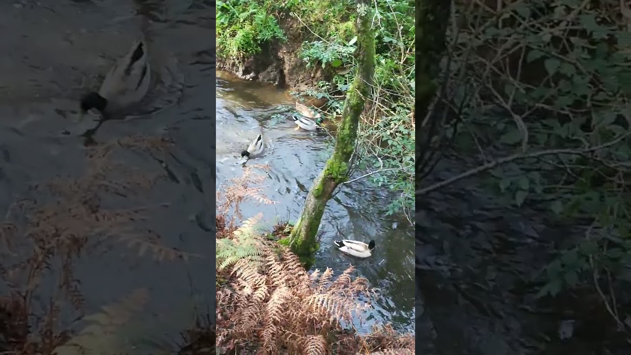 Paseando por el parque de animales en Ordes Galicia