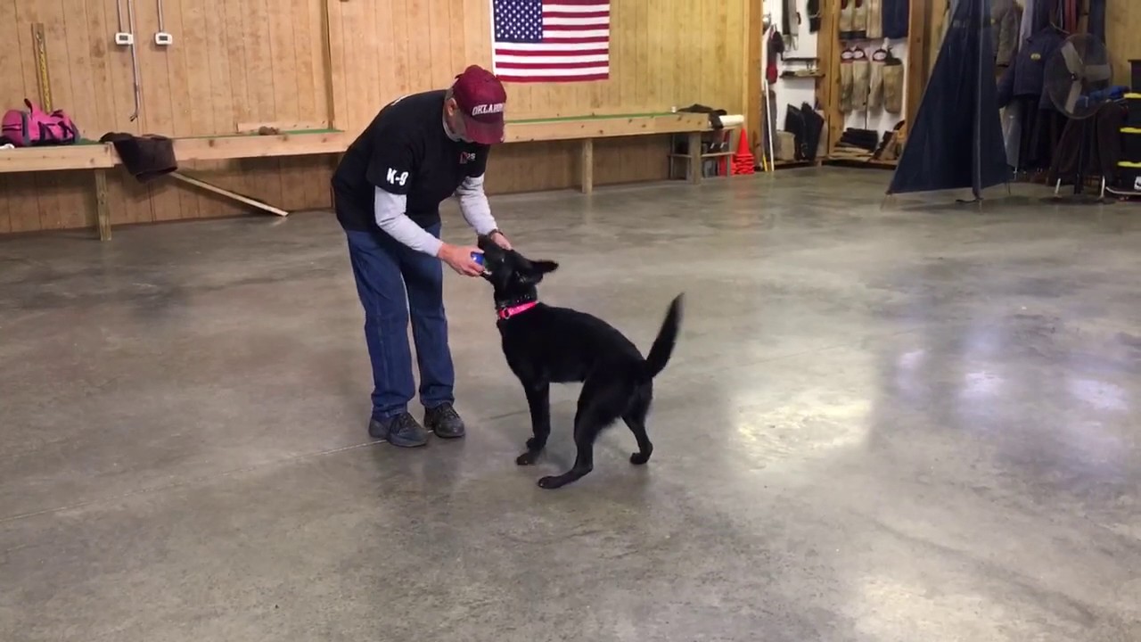 video phone beyonce mp3 Angel Loves To Play Ball German Shepherd 7 Mo. Obedience Protection Trained For Sale