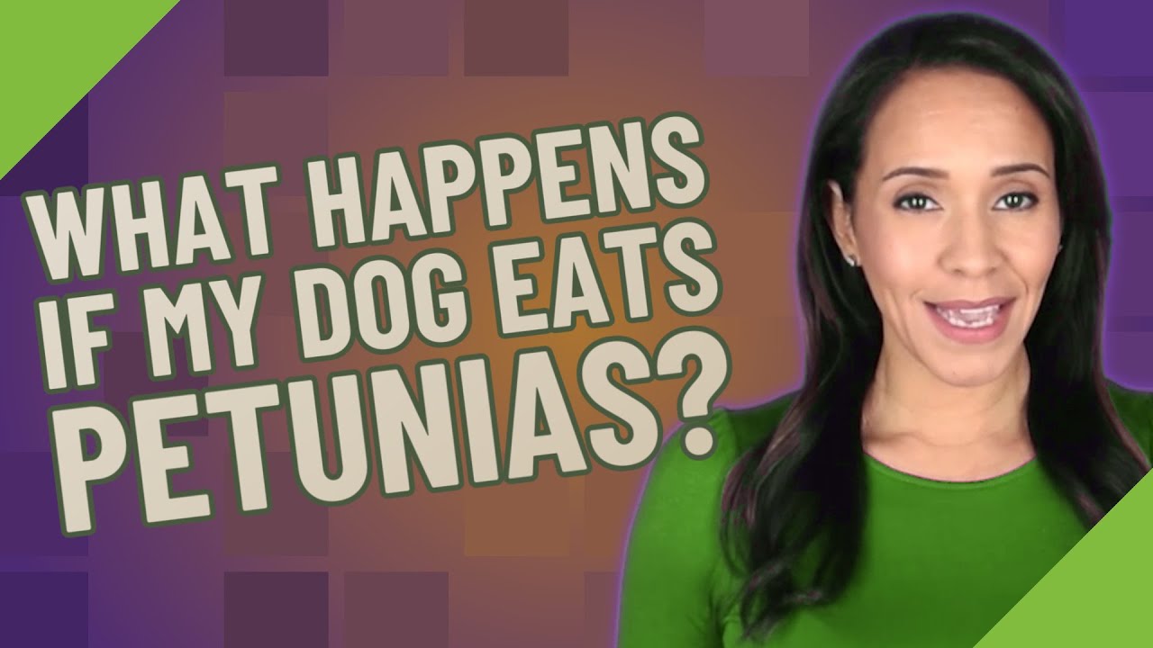 What happens if my dog eats petunias? YouTube