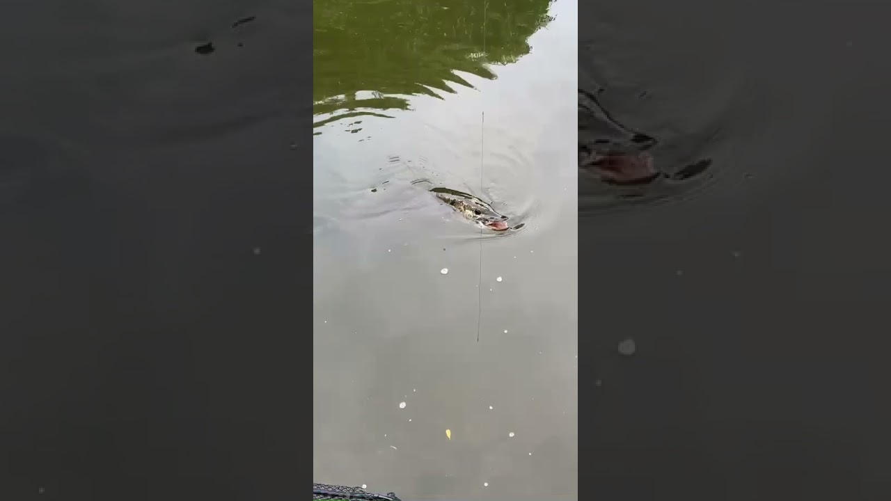 Crazy pike catch uk!🐊🎣