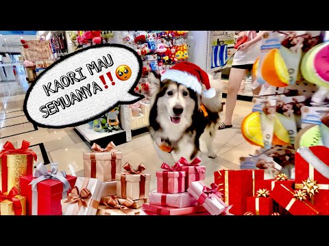 HUNTING KADO NATAL BUAT KAORI‼️ TOTALNYA BERAPA⁉️