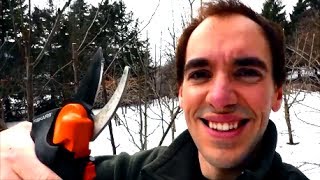 Pruning My Fruit Trees 2014
