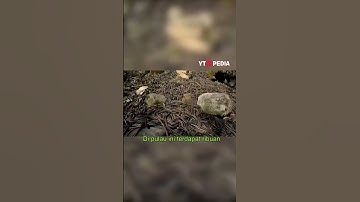 Ada Pulau Yang Dihuni Ribuan Ular Loh Di Brazil