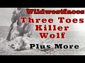 Three toes   the infamous rogue killer wolf
