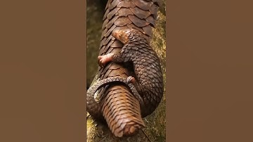 Pangolin Conservation, a mother and child sight #amazingnature