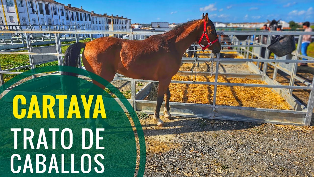 ZONA DE TRATO DE CABALLOS I Feria de Cartaya 2025 del caballo y moda flamenca Andalucía España
