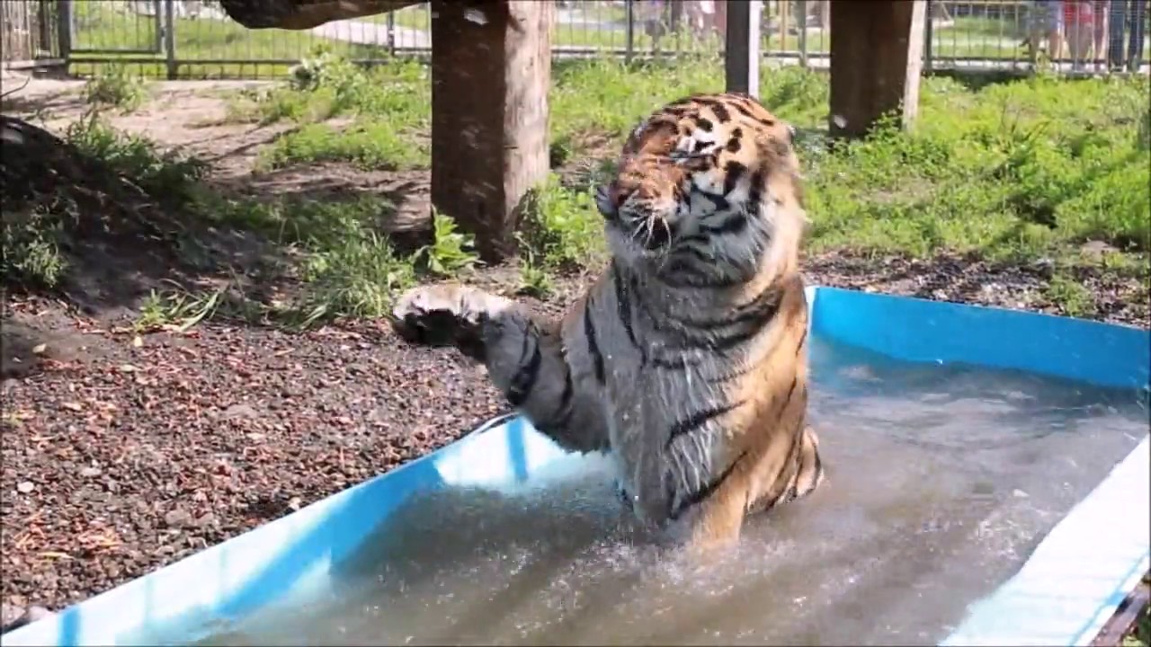 In the zoo in Barnaul, the tiger almost otgryz girls leg 04.04.2016 In the zoo in Barnaul, the tiger almost otgryz girls leg 04.04.2016