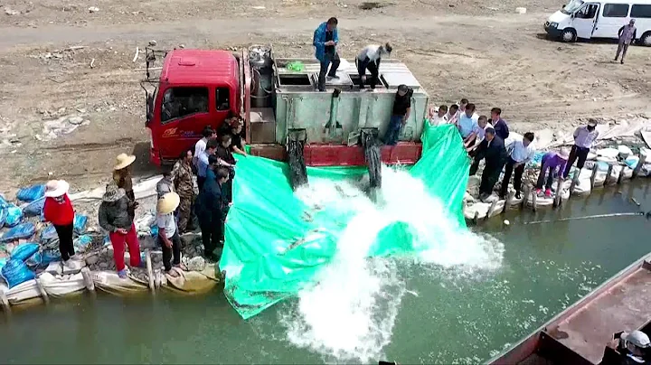 Local authorities release over 40,000 rare fish into northwest China lake - DayDayNews