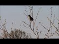 Brown Thrasher Morning Song