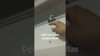 Çığlık Atan Sultan Papağanı Selçuk Reis