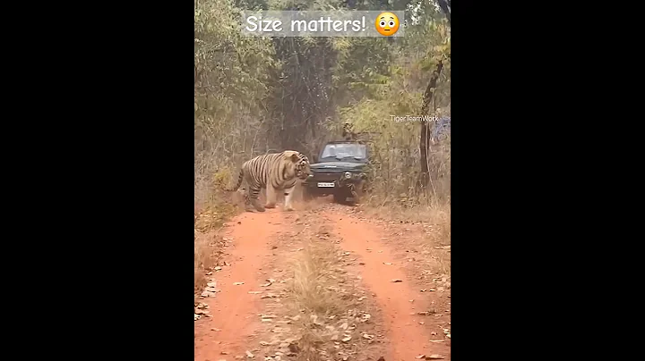 huge tiger from Central India