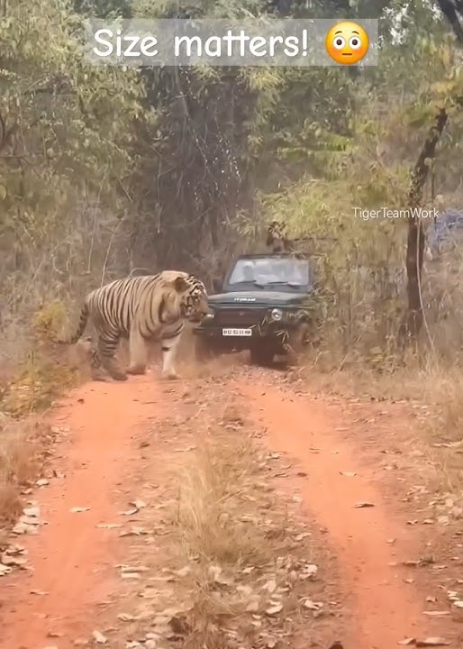 huge tiger from Central India