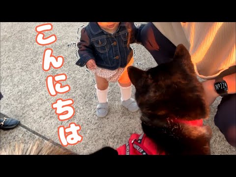 犬を怖がる女の子に、柴犬がとった優しい行動（№224）