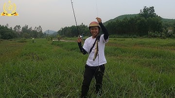 câu cá lóc chiều mưa