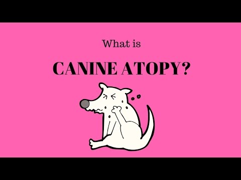skin-dermatitis-in-dogs-:-canine-atopy