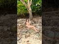 Fun times in Bamboo Island 🏝️ #wonderland #amazing #view #vacation #foryou #shortvideo #shortsfeed