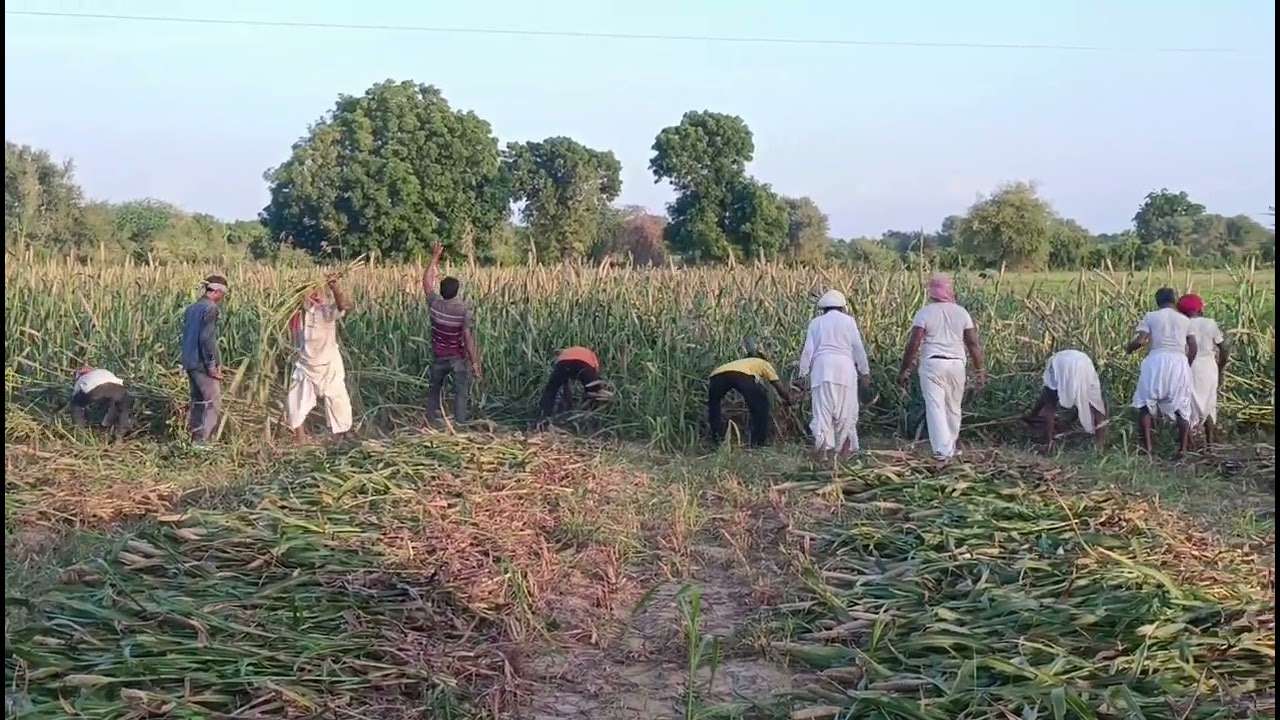 Bajare  ki katai 🌱