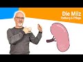 Die Milz