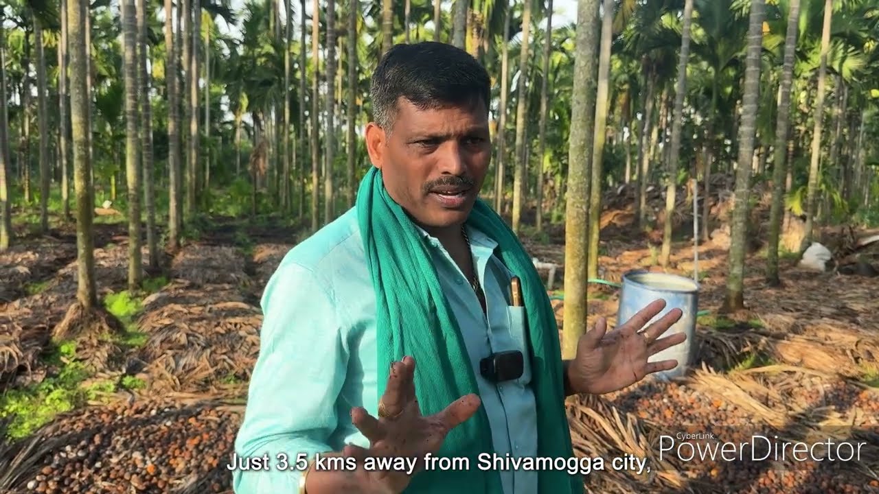 Areca Plants ,Betel Nut, Plants ,G N DEVRAJ Areca Plantation ,Areca  Seeds, Seeds